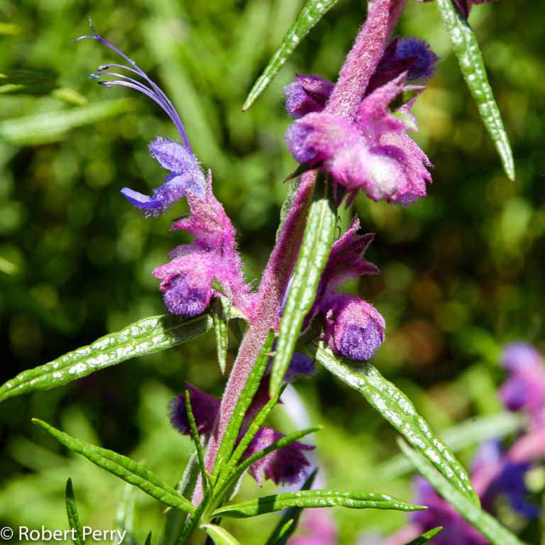 Woolly blue curls - Waterwise Garden Planner