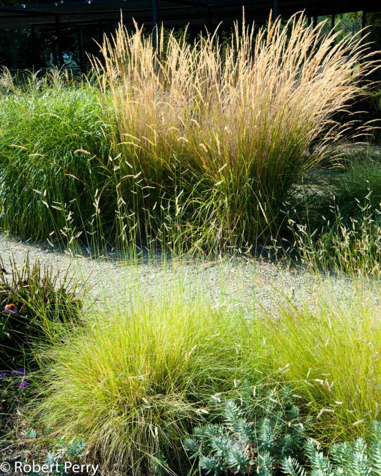 Feather reed grass - Waterwise Garden Planner