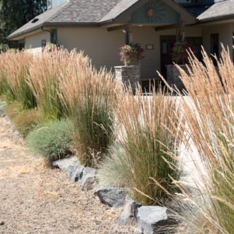 Feather reed grass - Waterwise Garden Planner