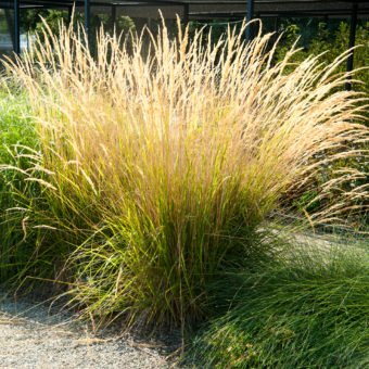 Feather reed grass - Waterwise Garden Planner