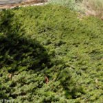 Carmel Sur manzanita - Waterwise Garden Planner