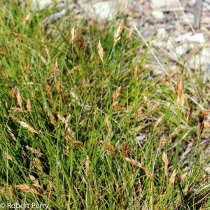 California meadow sedge - Waterwise Garden Planner