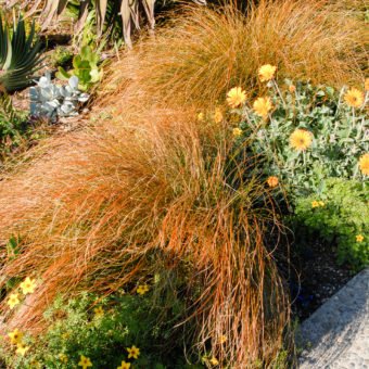 Orange Sedge Waterwise Garden Planner