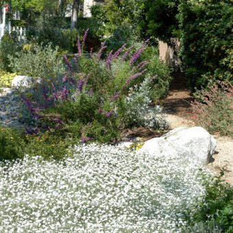 Snow-in-summer - Waterwise Garden Planner