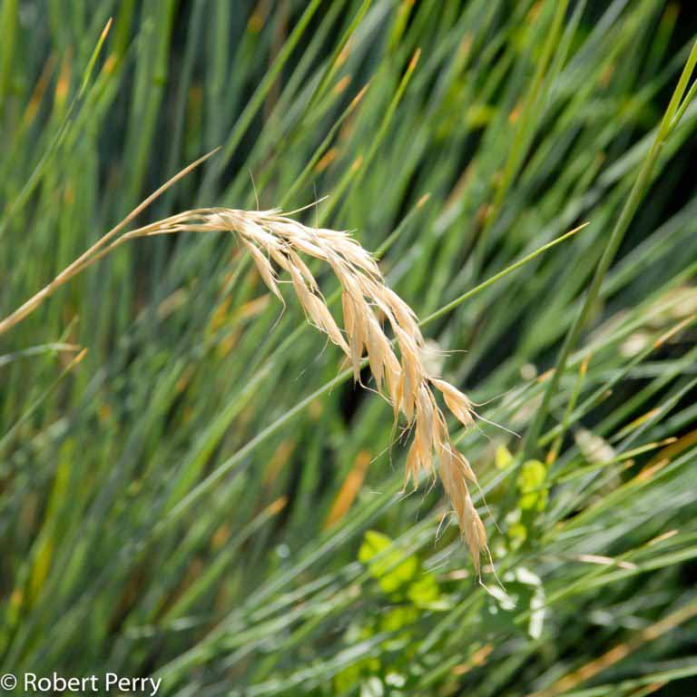 Blue oat grass Waterwise Garden Planner