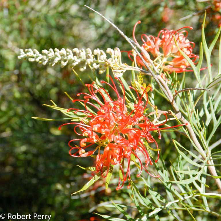 Robyn Gordon grevillea Waterwise Garden Planner