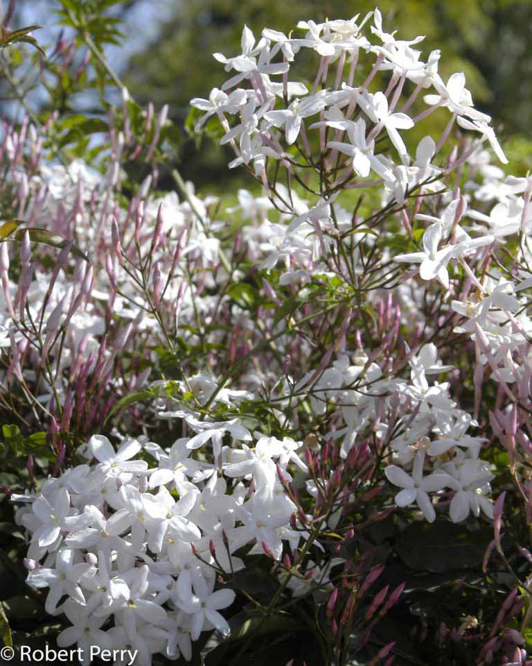 Pink Jasmine Waterwise Garden Planner