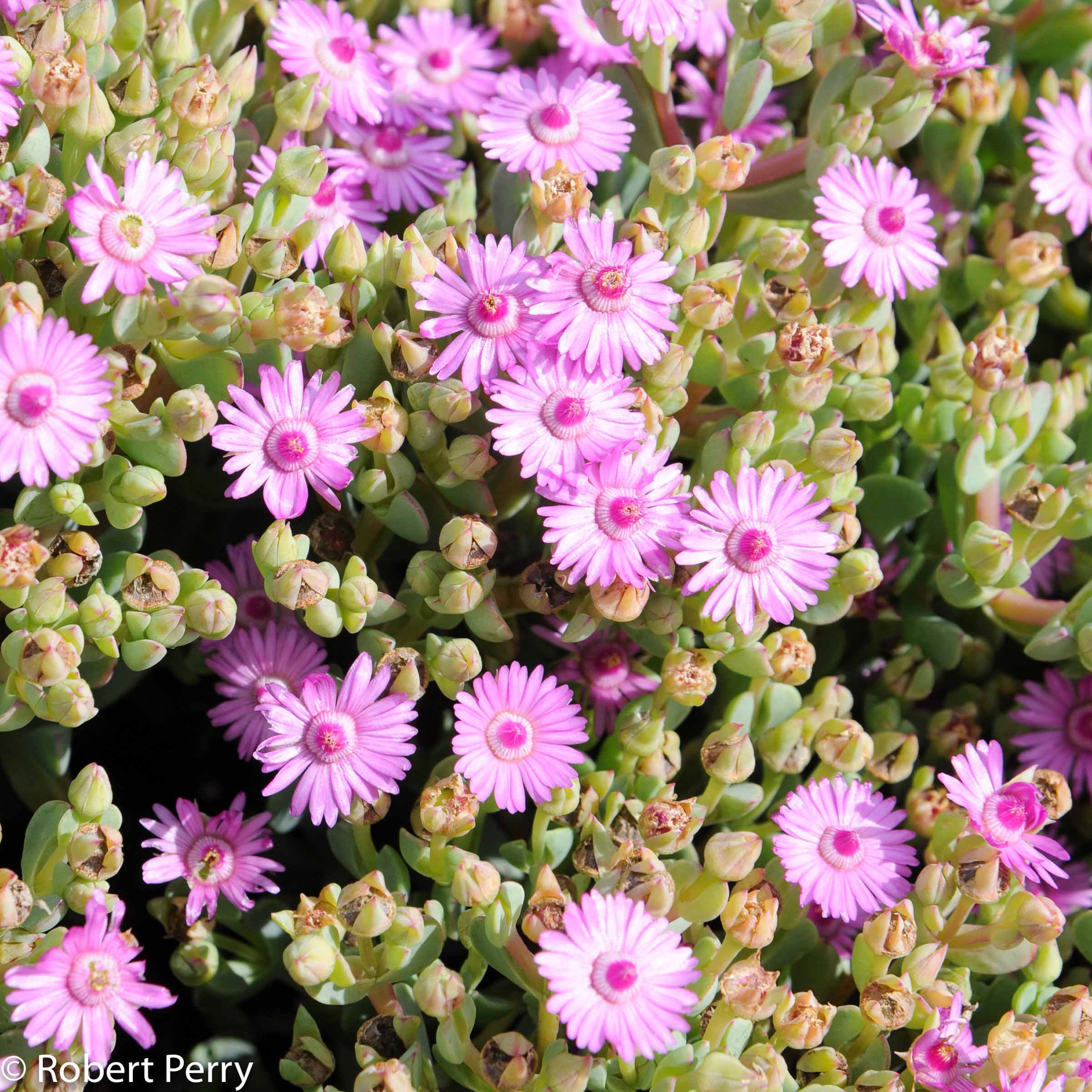 Pink ice plant - Waterwise Planner