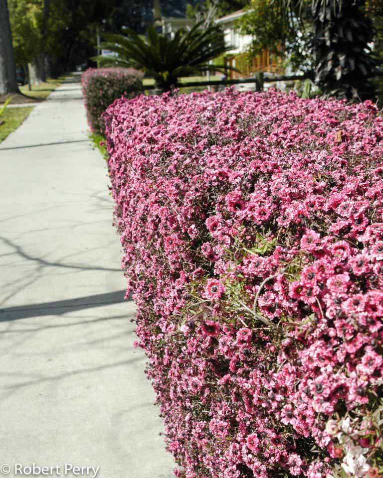 New Zealand tea tree + cvs - Waterwise Garden Planner