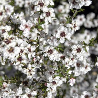 New Zealand tea tree + cvs - Waterwise Garden Planner