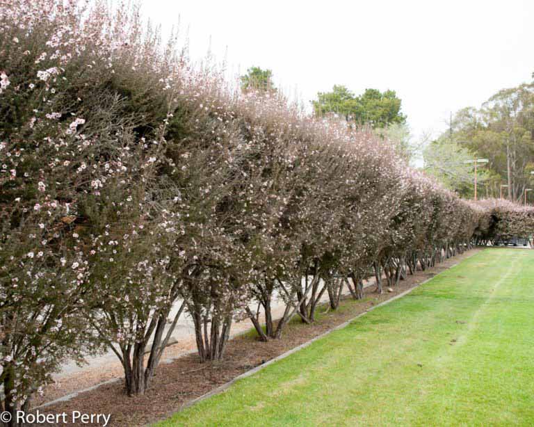 New Zealand tea tree + cvs - Waterwise Garden Planner