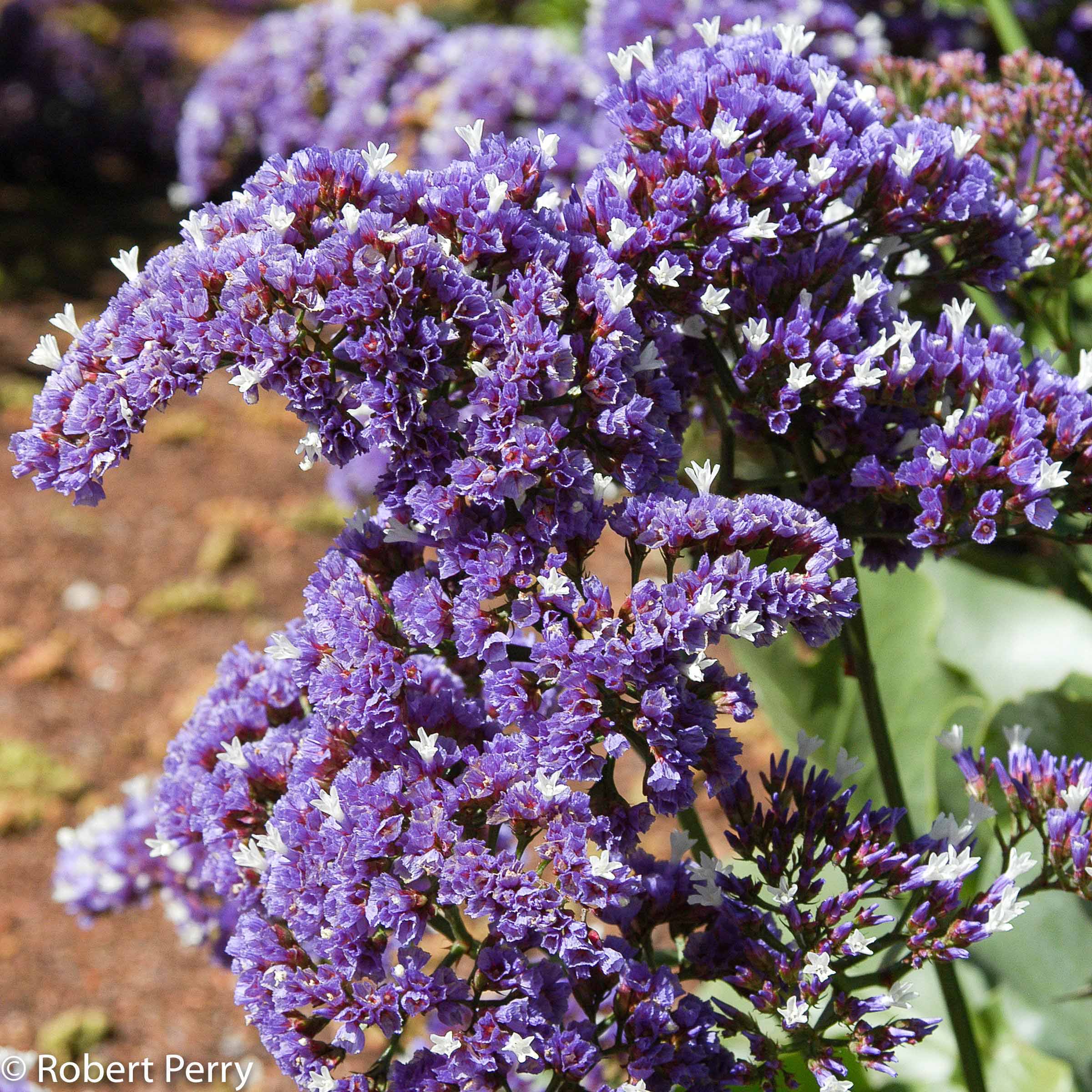 Sea lavender - Waterwise Garden Planner