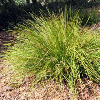 Spiny-headed mat rush + cv - Waterwise Garden Planner