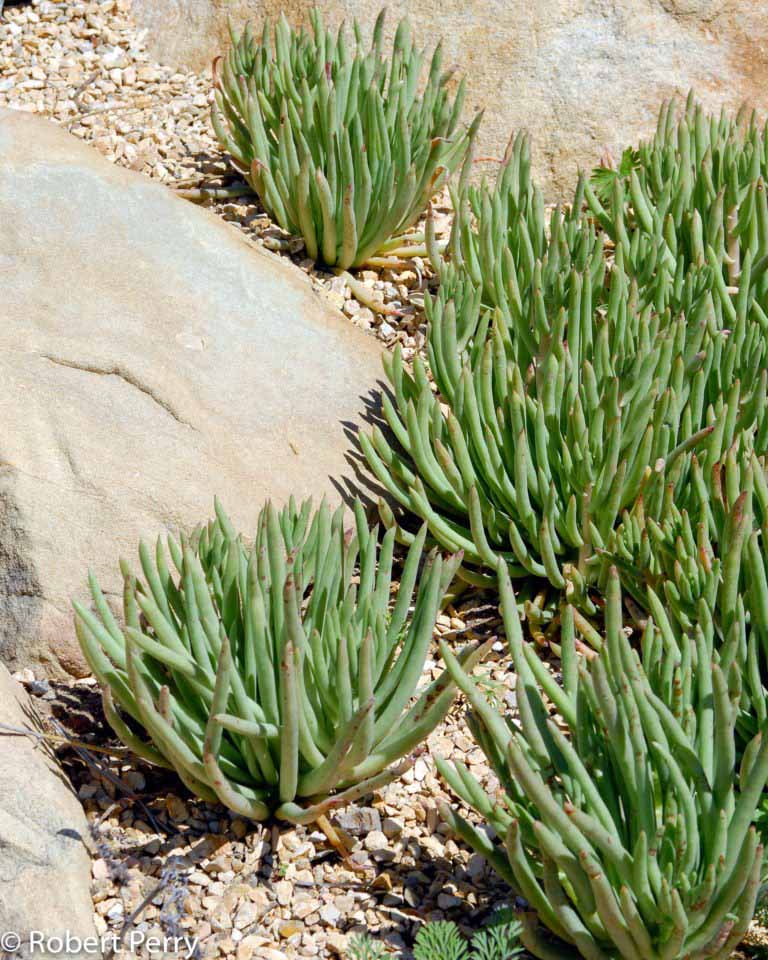 Dudleya species - Waterwise Garden Planner