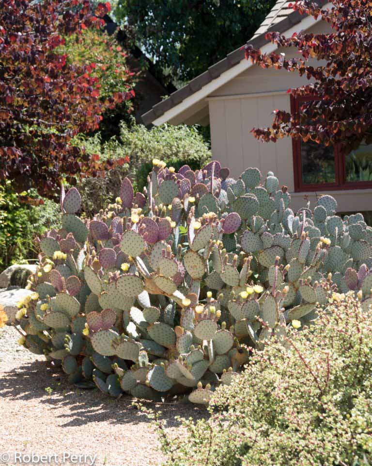 Purple prickly pear - Waterwise Garden Planner