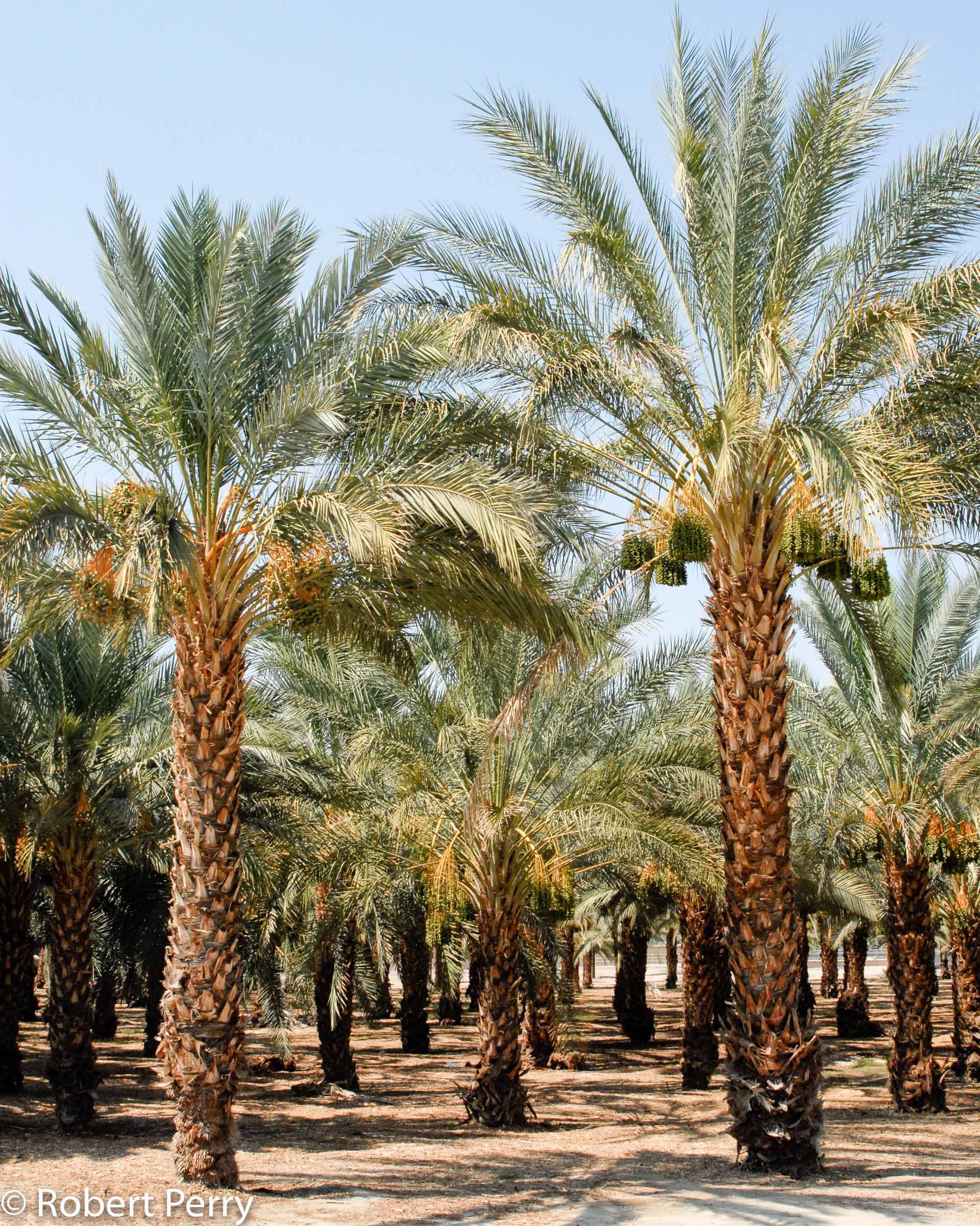 Date Palm Waterwise Garden Planner date-palm-waterwise-garden-planner