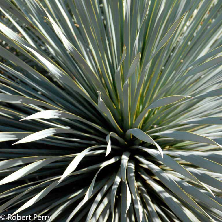 Beaked yucca - Waterwise Garden Planner