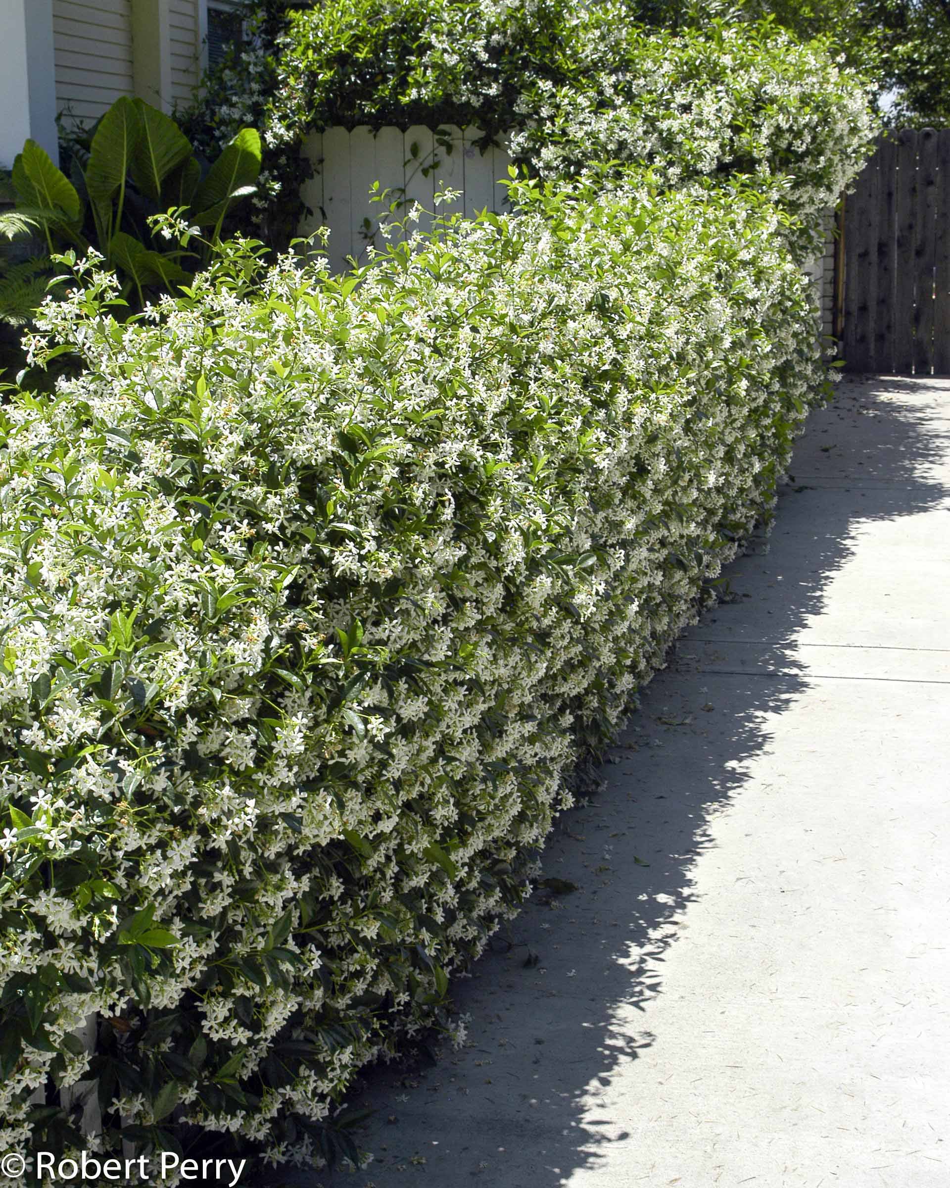 Trachelospermum Jasminoides Hedge Trachelospermum Jasminoides Star
