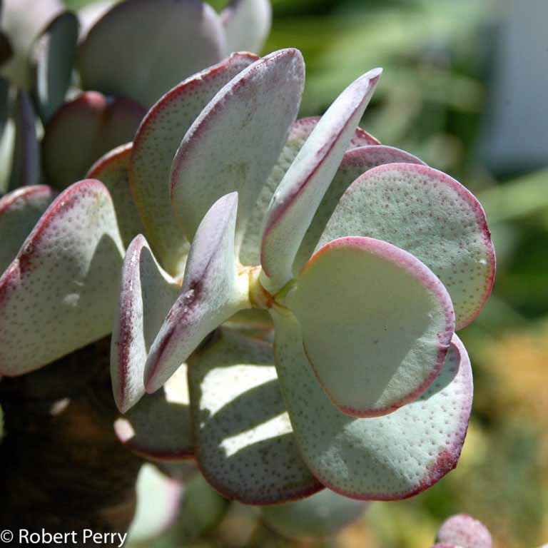 Silver dollar plant Waterwise Garden Planner