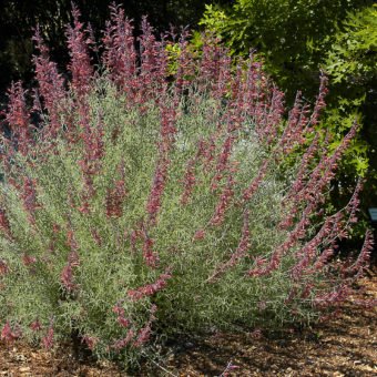 Hummingbird mint species + cvs - Waterwise Garden Planner