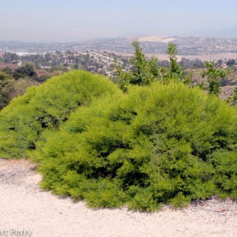 Centennial desert broom - Waterwise Garden Planner