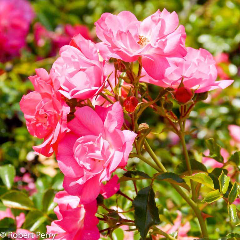 Floral Carpet rose Waterwise Garden Planner