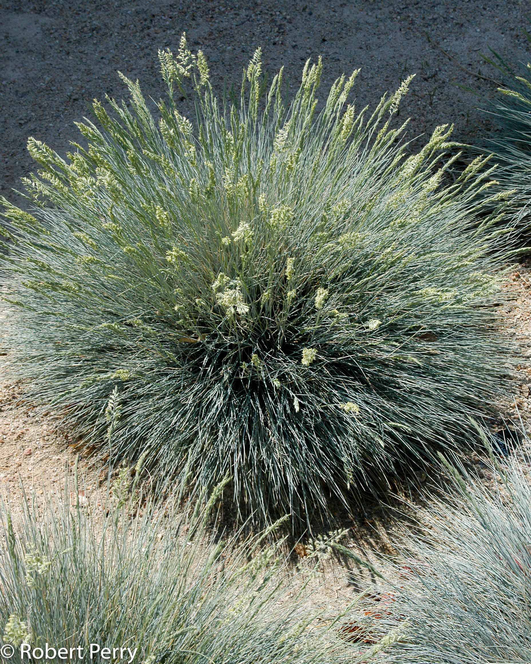 Festuca glauca Sunrise