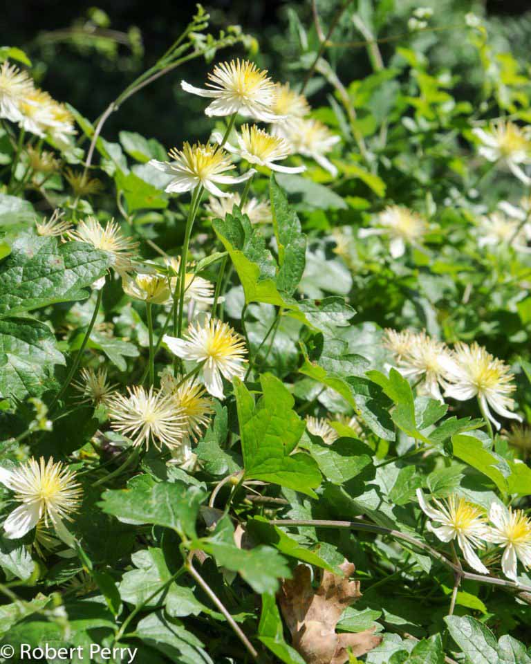 Chaparral clematis - Waterwise Garden Planner