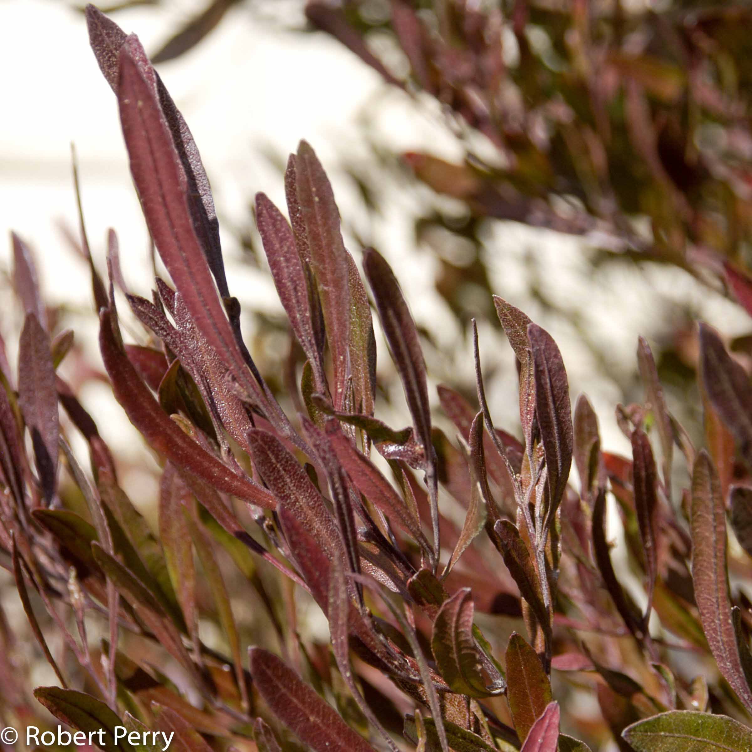 Live Plant-Dodonea Purpurea Hopseed Bush Medicinal Easy 