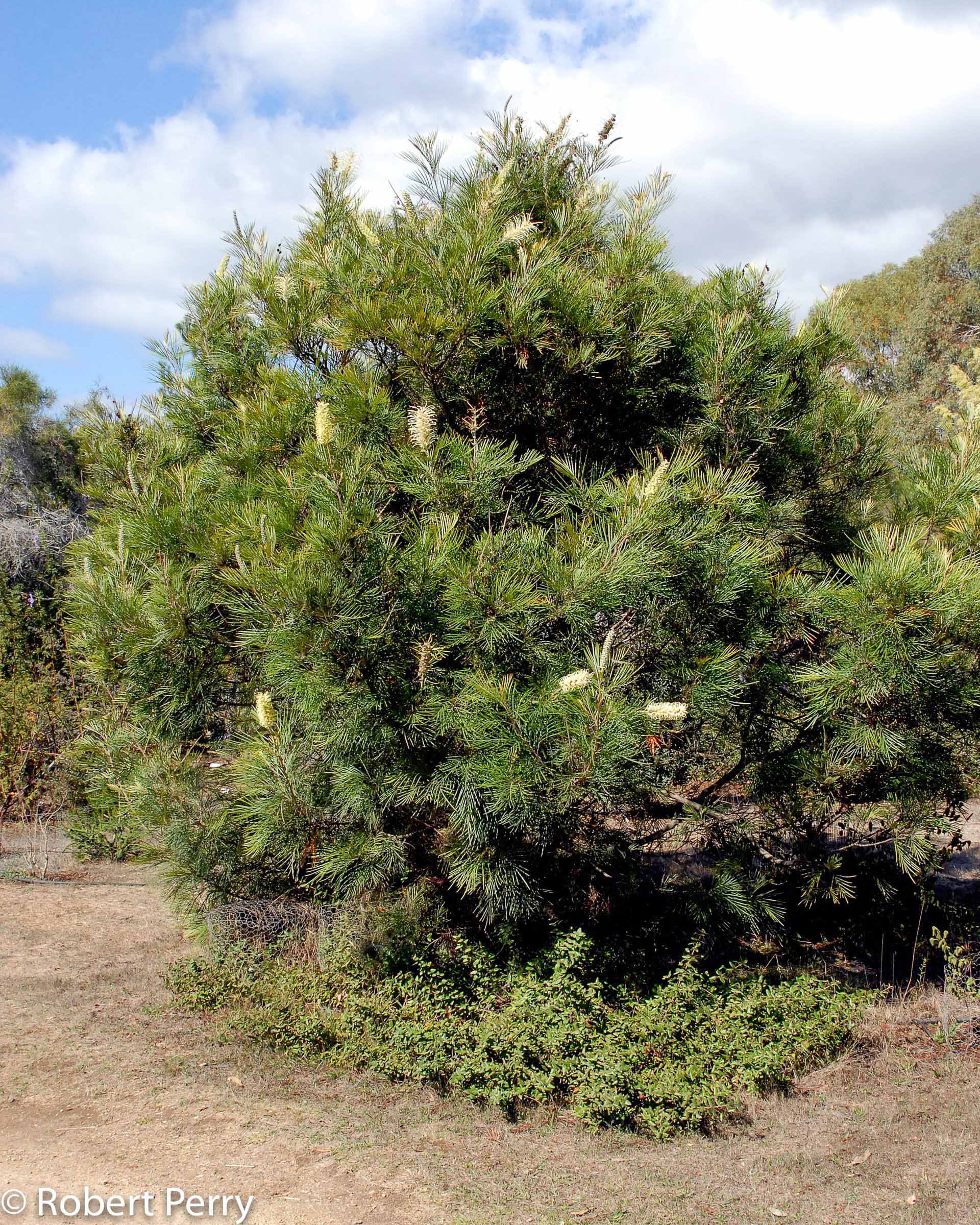 Moonlight grevillea - Waterwise Garden Planner