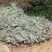 Silver carpet aster - Waterwise Garden Planner