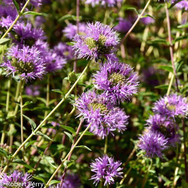 Desert mint - Waterwise Garden Planner