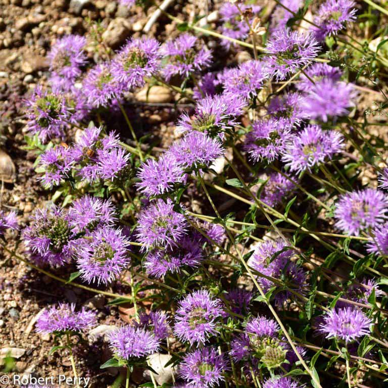 Desert mint - Waterwise Garden Planner