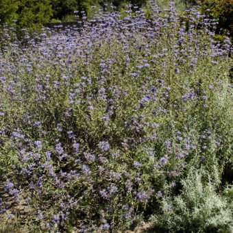 Pozo Blue Sage - Waterwise Garden Planner