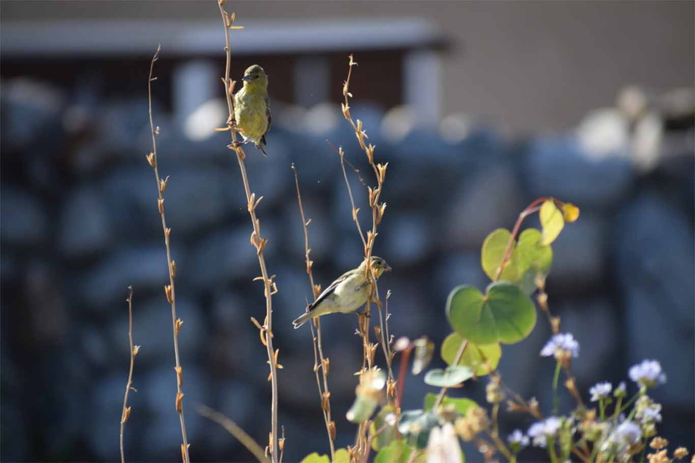 Goldfinches eating clarkia seeds after the blooms have faded and the plants have dried. Goldfinches love clarkia seeds!