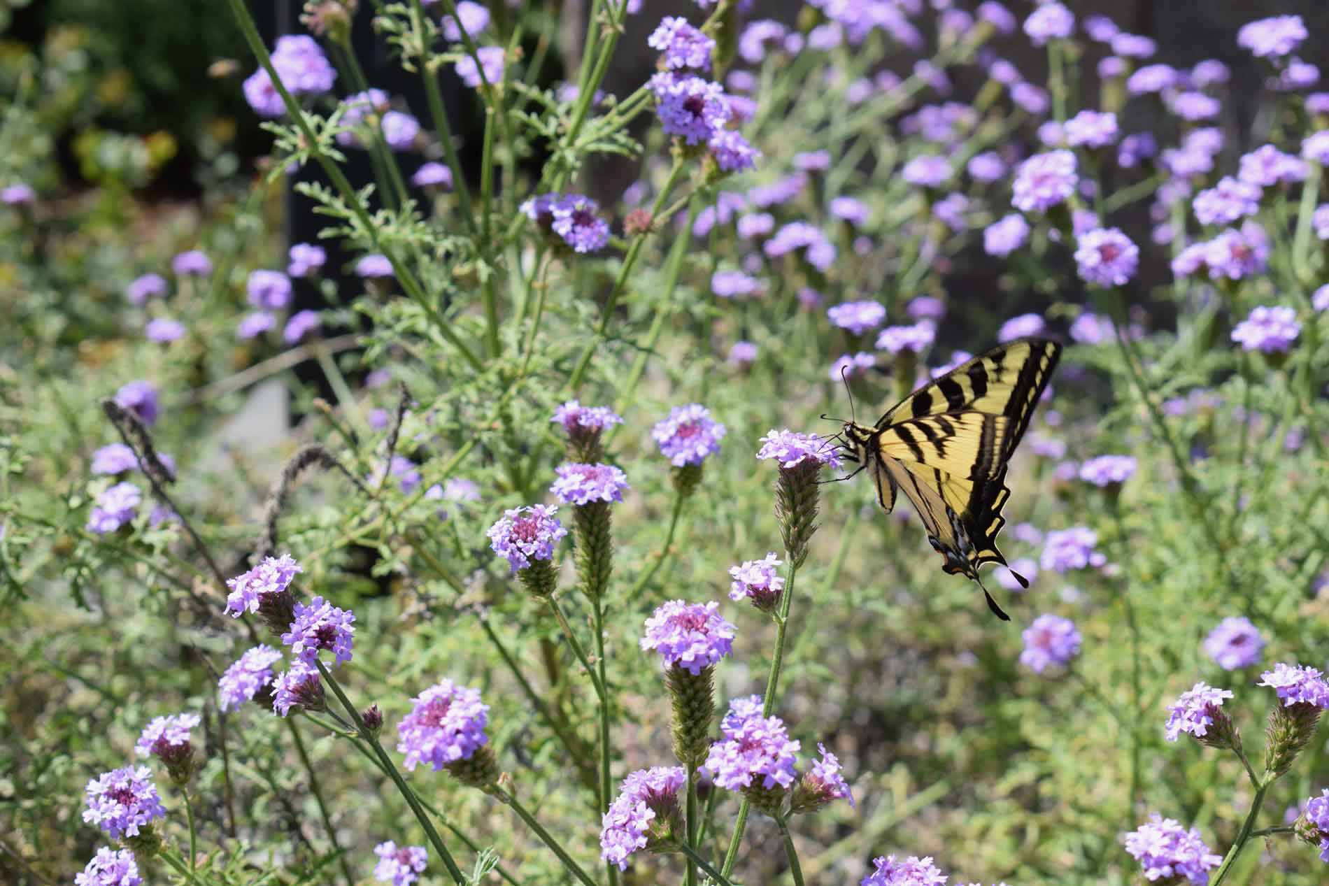 butterfly-and-songbird-garden-lookbook-13.jpg