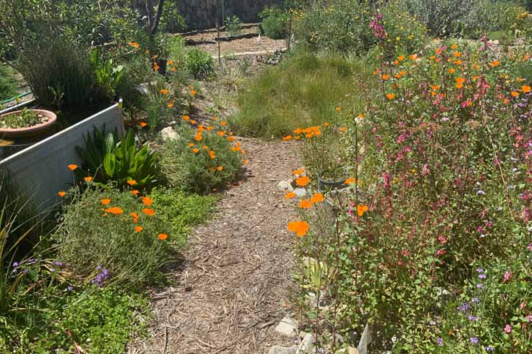 A Wildflower Garden In Your Backyard