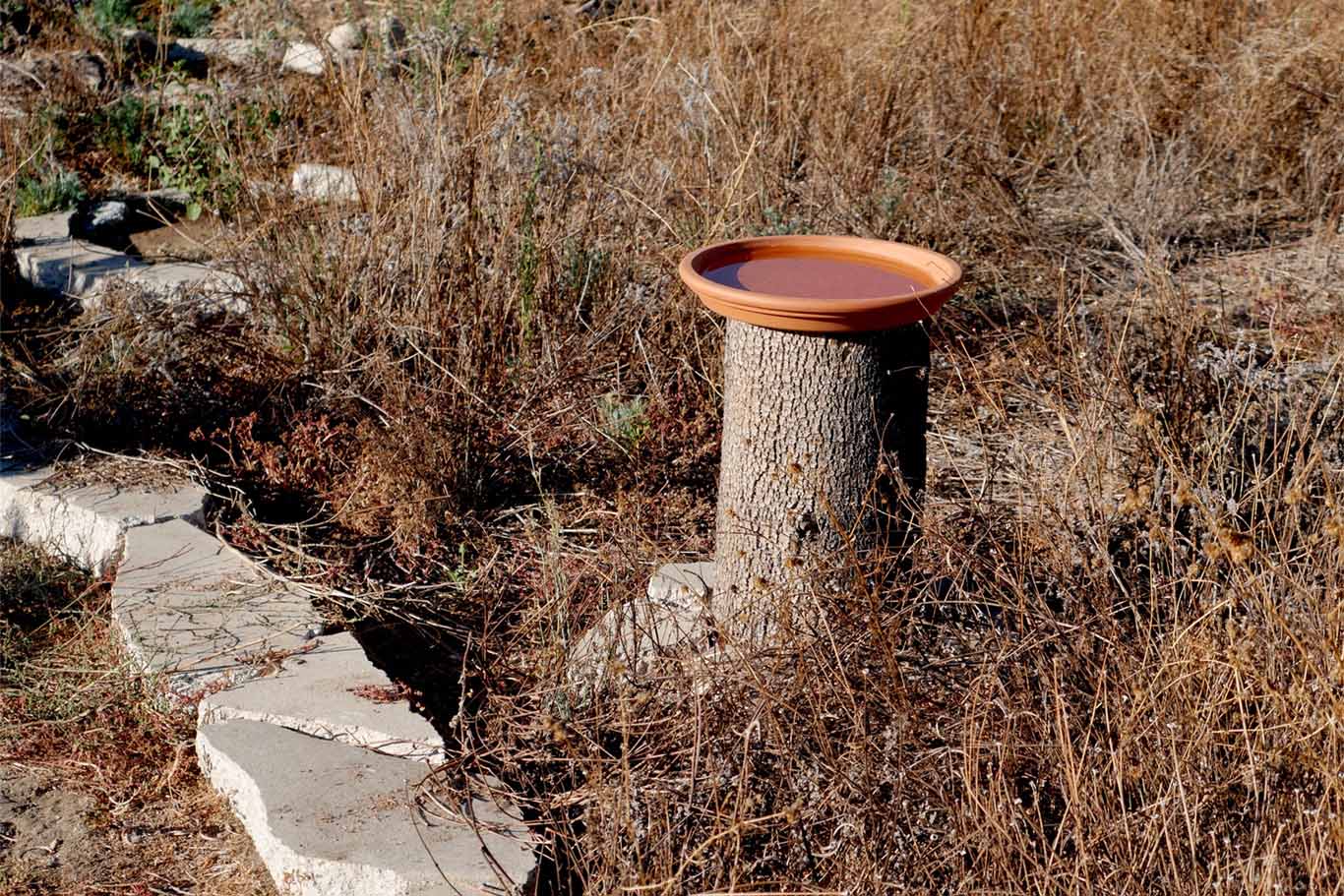 This is how the same area looks once the wildflowers have dried in the summer. This is why, for most gardens, annual wildflowers are most successfully used in small areas between longer-lived plants.