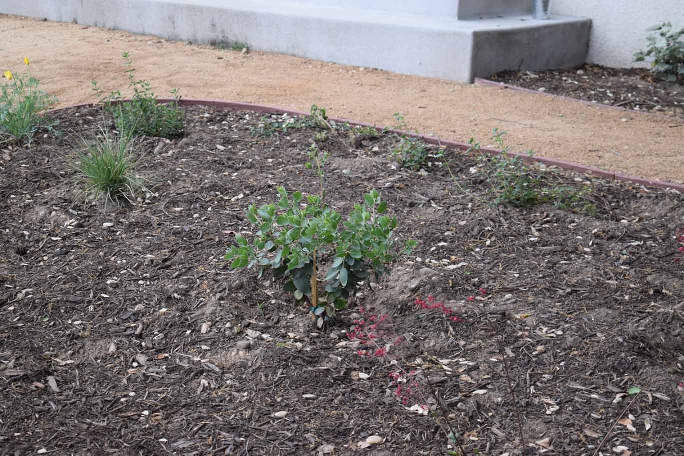 Pathway showing plastic edging in the same garden.