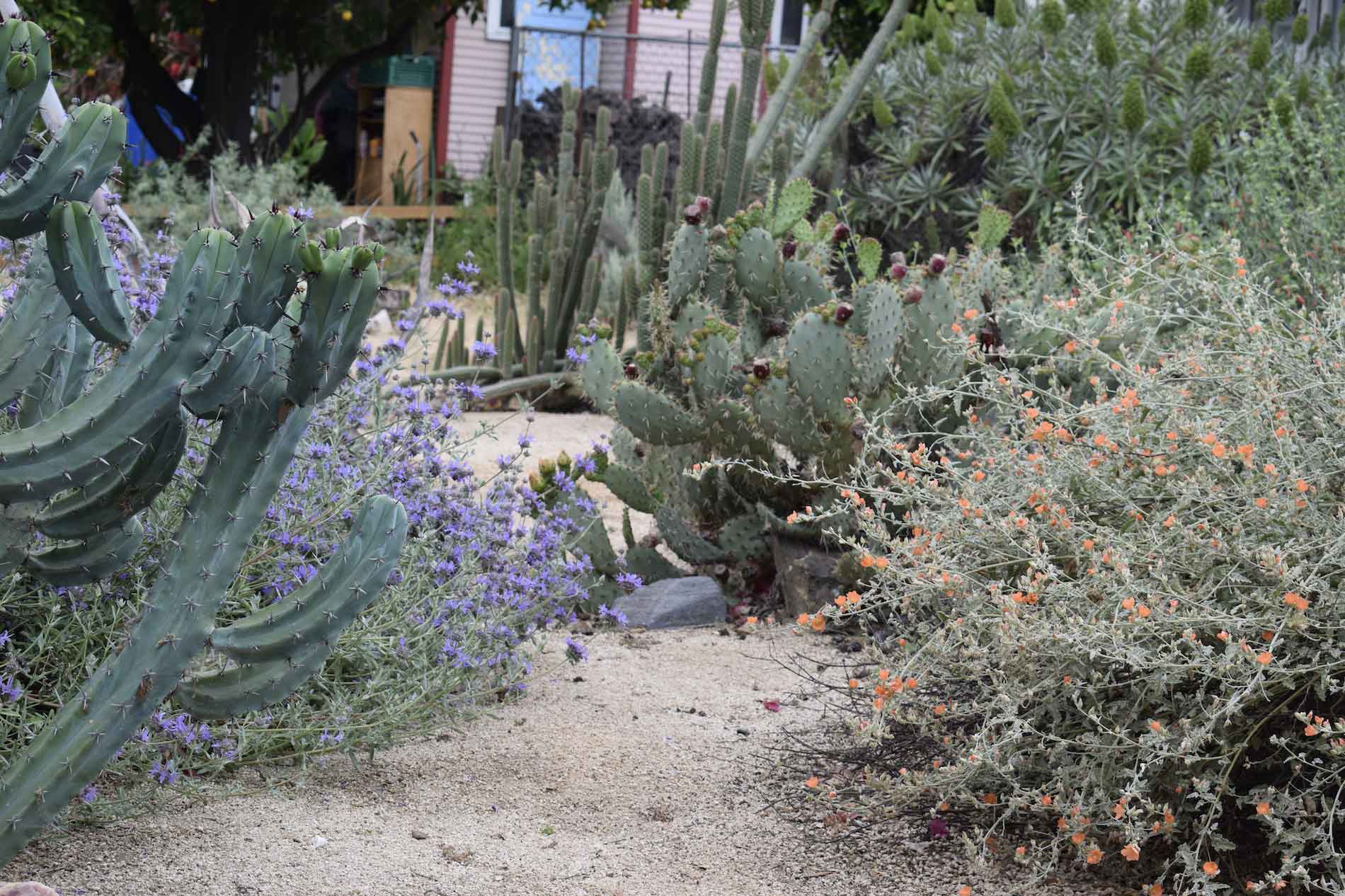 Decomposed granite mulch in garden of succulents mixed with California native and Mediterranean plants in a residential front yard in Pasadena.