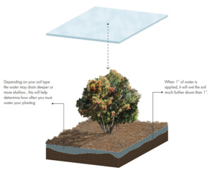 Irrigation: How to water waterwise or California native plants ...